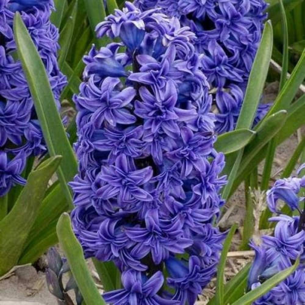 Zambila Dubla Crystal Palace