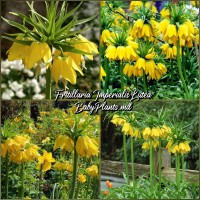 Fritillaria Lutea