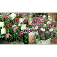 Fritillaria Meleagris Mixed