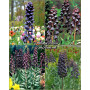 Fritillaria Persica