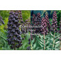 Fritillaria Persica