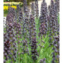 Fritillaria Persica