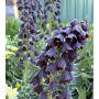 Fritillaria Persica