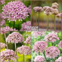 Allium Pink Jewel 