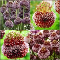Allium Forelock