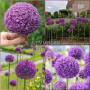 Allium Ambassador