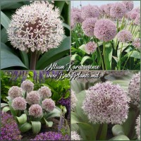 Allium karataviense