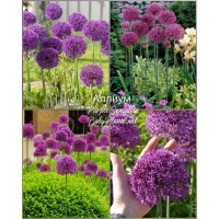 Allium Purple Sensation