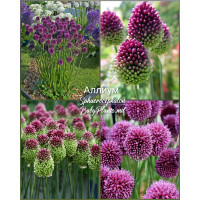 Allium Sphaerocephalon