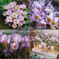 Crocus sieberi Firefly