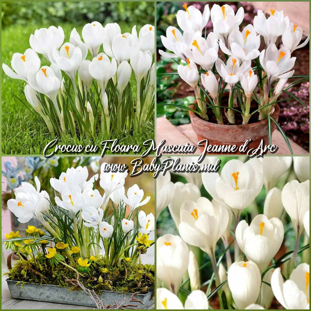 Crocus cu floare mascata Jeanne d'Arc 
