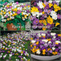 Crocus botanic Species Mixed