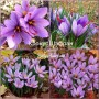 Crocus de toamna Sativus (SAFFRON)