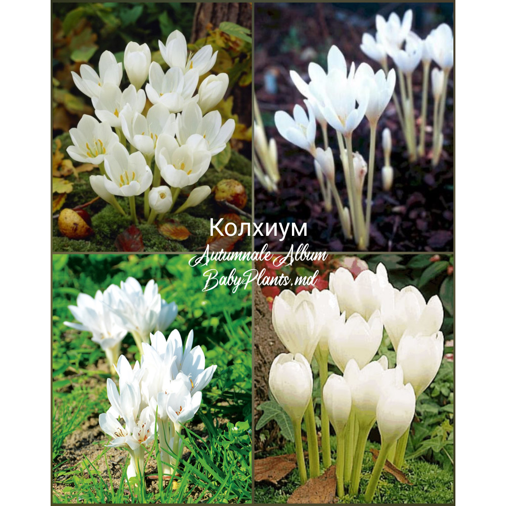 Crocus de toamna Speciosus Alba