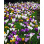 Crocus botanic Species Mixed