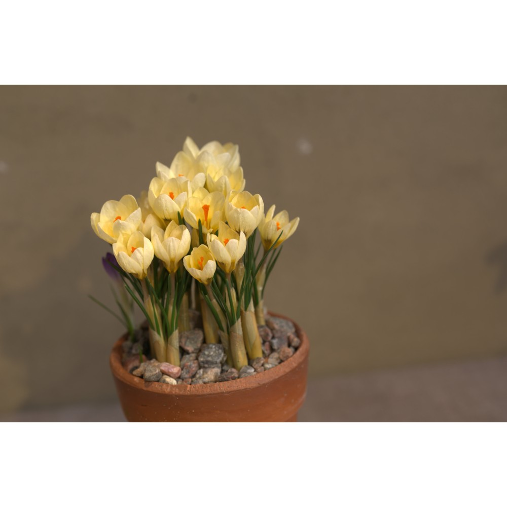 Crocus chrysanthus Cream Beauty