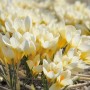 Crocus chrysanthus Cream Beauty