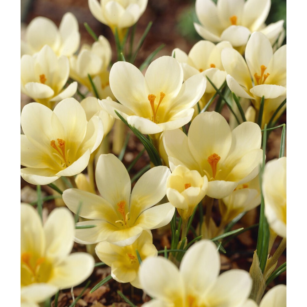 Crocus chrysanthus Cream Beauty