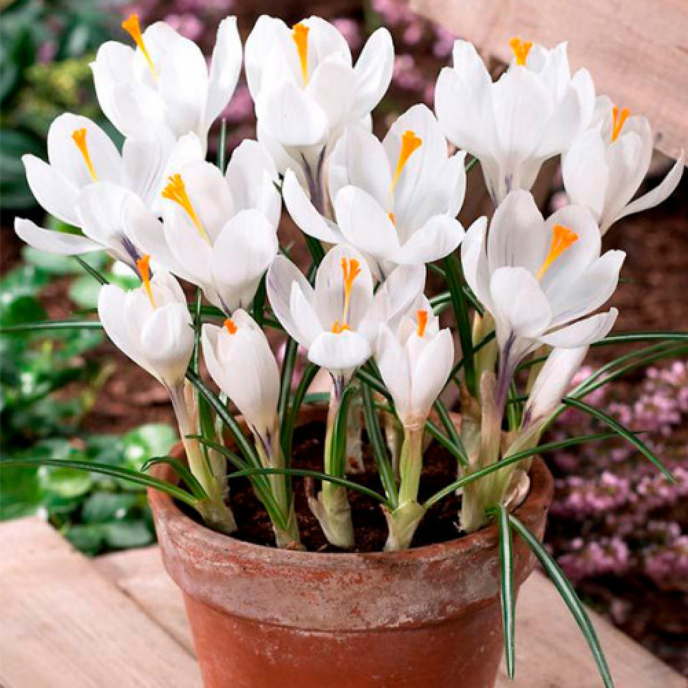 Crocus cu floare mascata Jeanne d'Arc 