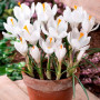 Crocus cu floare mascata Jeanne d'Arc 