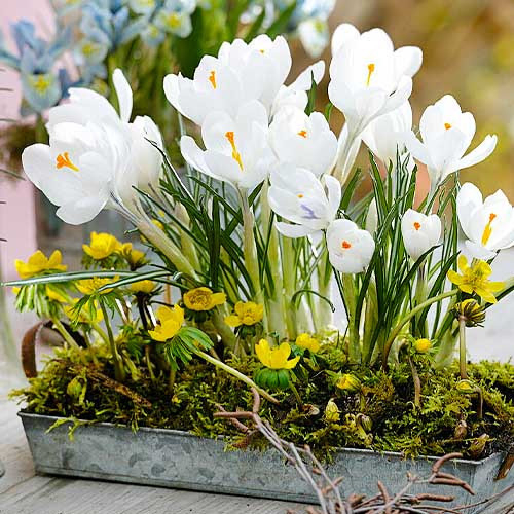 Crocus cu floare mascata Jeanne d'Arc 