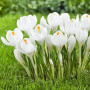 Crocus cu floare mascata Jeanne d'Arc 