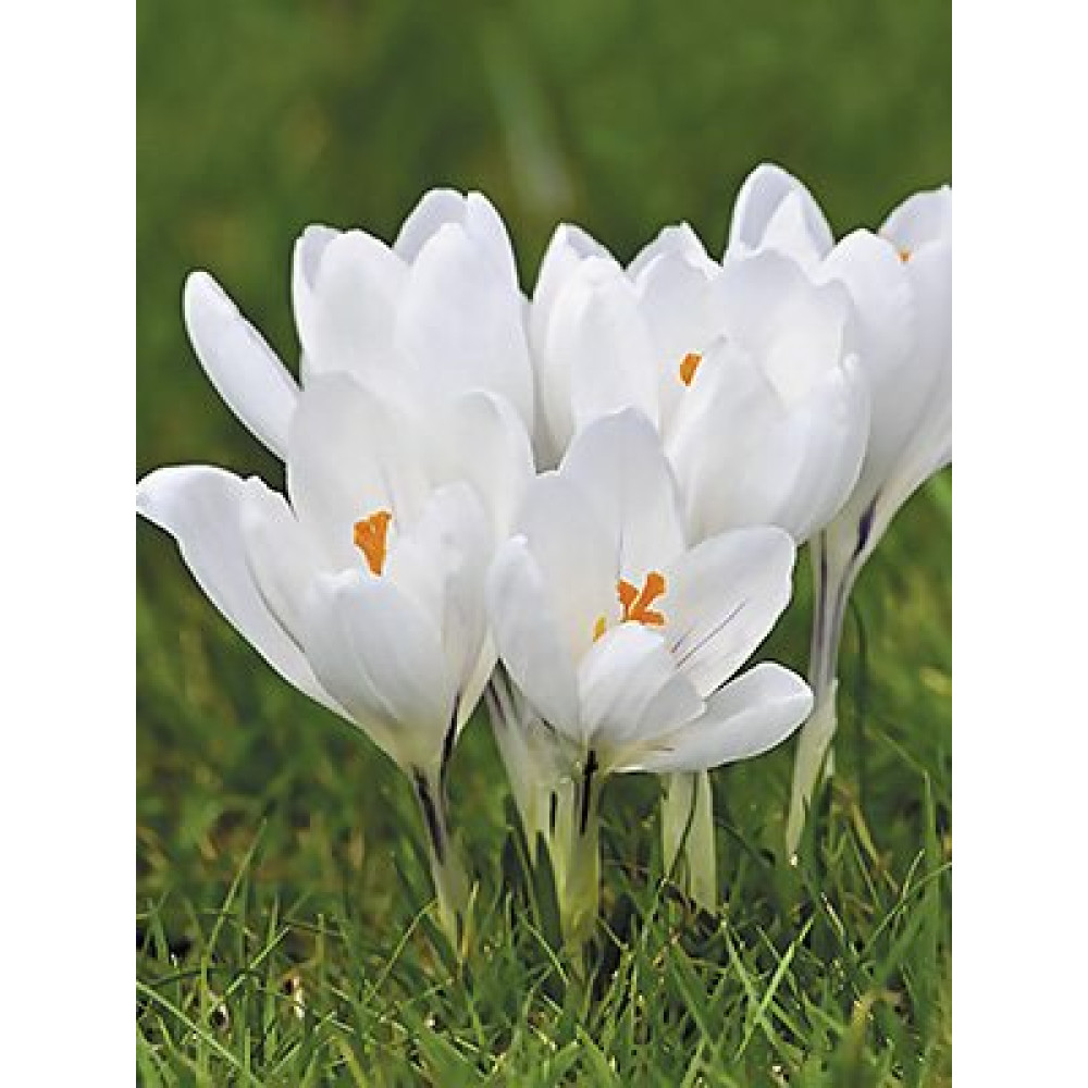 Crocus cu floare mascata Jeanne d'Arc 