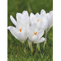 Crocus cu floare mascata Jeanne d'Arc 