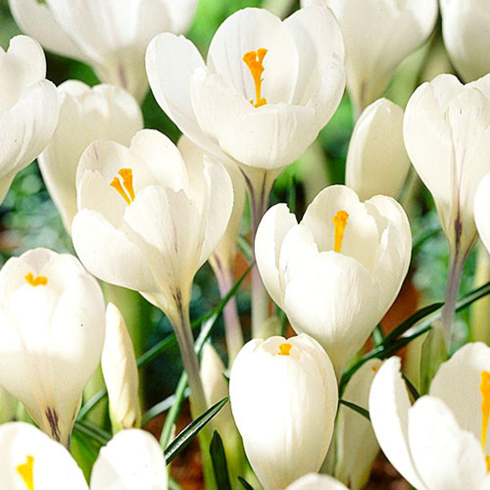 Crocus cu floare mascata Jeanne d'Arc 