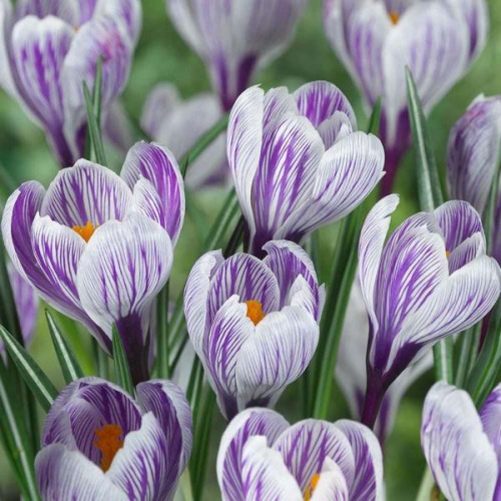 Crocus cu floare mare Pickwick