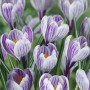 Crocus cu floare mare Pickwick