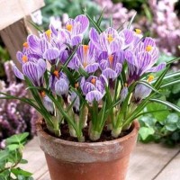 Crocus cu floare mare Pickwick