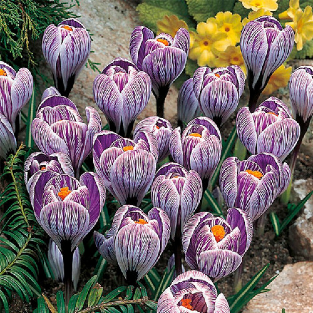 Crocus cu floare mare Pickwick
