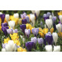 Crocus cu floare mare Vernus Mixed