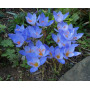Crocus de toamna speciosus 