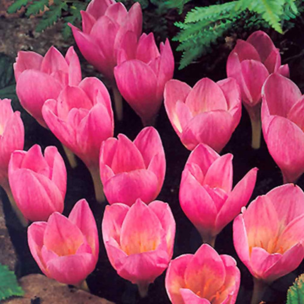 Crocus de toamna Zonatus