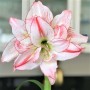 Amaryllis Aphrodite ®