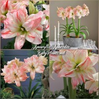 Amaryllis Aphrodite ®