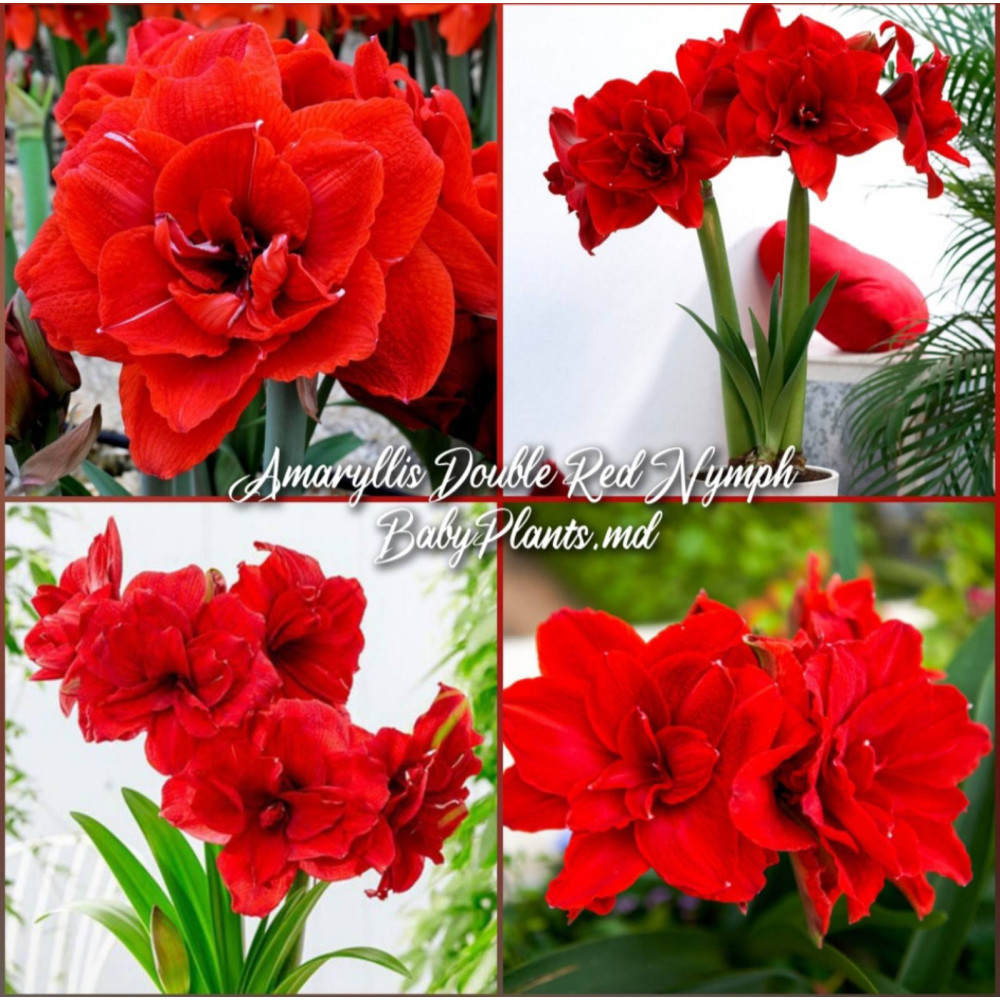 Amaryllis Double Red Nymph