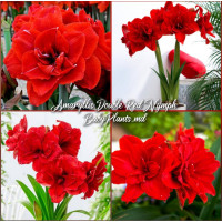 Amaryllis Double Red Nymph