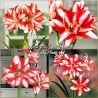 Amaryllis Exotic Peacock