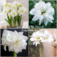 Amaryllis White Peacock ®