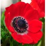Anemone Hollandia