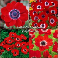 Anemone Hollandia