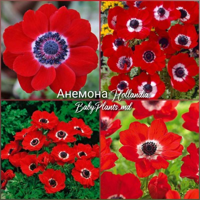 Anemone Hollandia