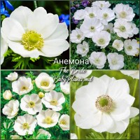 Anemone The Bride