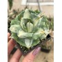 Agave potatorum Ouhi-Raijin Variegata
