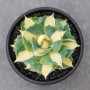 Agave potatorum Ouhi-Raijin Variegata