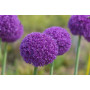 Allium Ambassador
