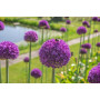 Allium Ambassador